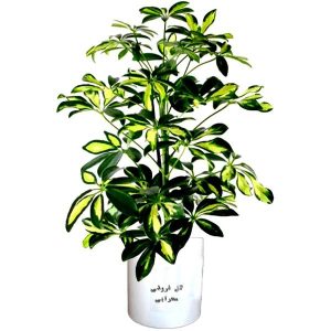 گل طبیعی شفلرا ابلغ تافکو